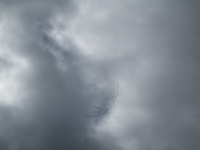 Storm clouds and key of Canada geese