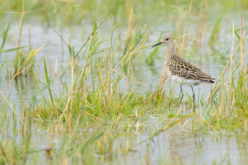 Tutkas, Calidris pugnax, Ruff, Reeve, Philomachus