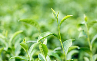 Camellia Sinensis is an evergreen shrub native to Asia that produces the leaves and buds used to make tea.