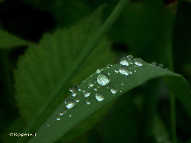 SHRIKHAND MAHADEV: Water droplets on a leaf after rain - shining pearls of beauty