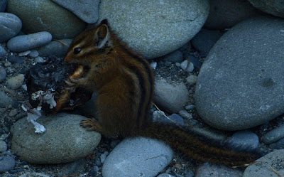 Olympic Coast - Scott's Creek Camp