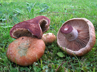 lactarius vinosus, vinader