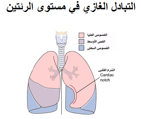 التبادل الغازي في مستوى الرّئتين