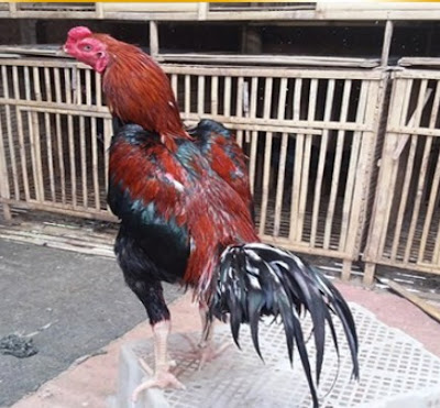Sabung Ayam Bangkok Super Mematikan Lawan Dengan Cepat