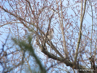 Red-Tailed Hawk