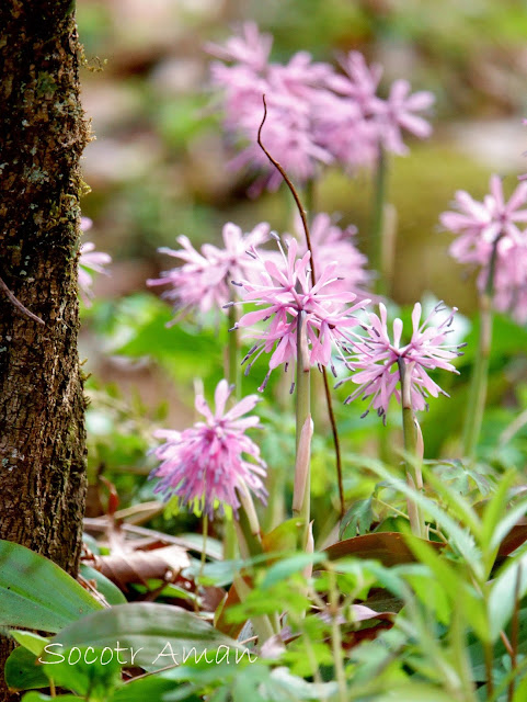 Heloniopsis orientalis