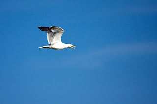 gaviota en vuelo