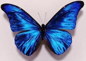 Mariposa con alas azules