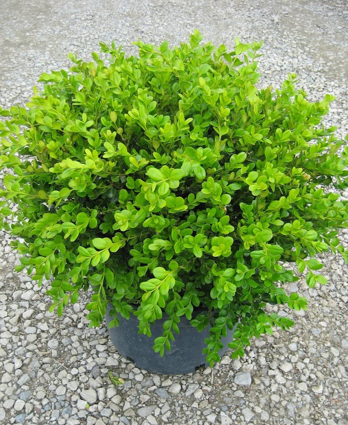 Simsir (Buxus)