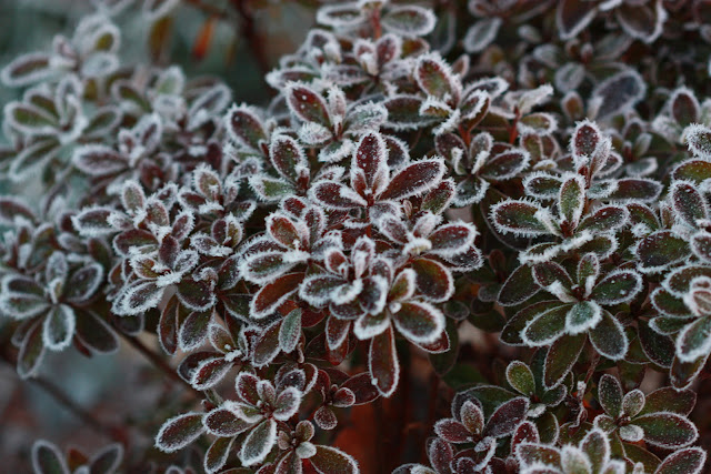 frosted shrub