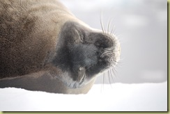 Weddell Seal Head