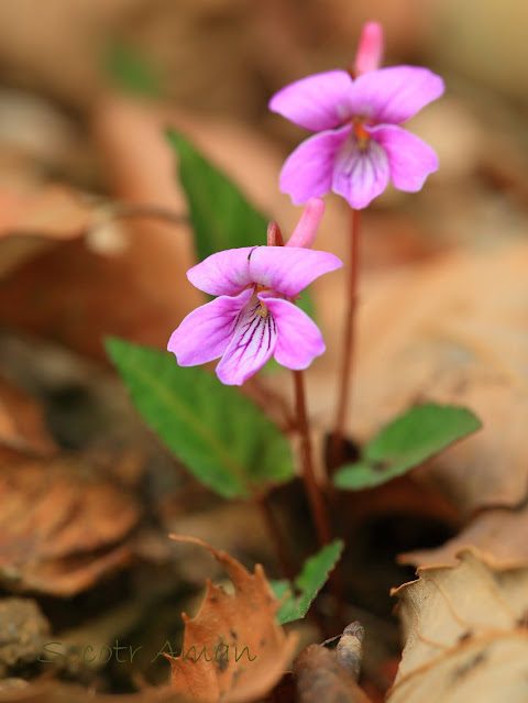 Viola violacea