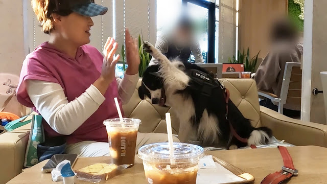 保護犬 ボーダーコリー トーマ ドトールコーヒーショップイオンモール幕張新都心店