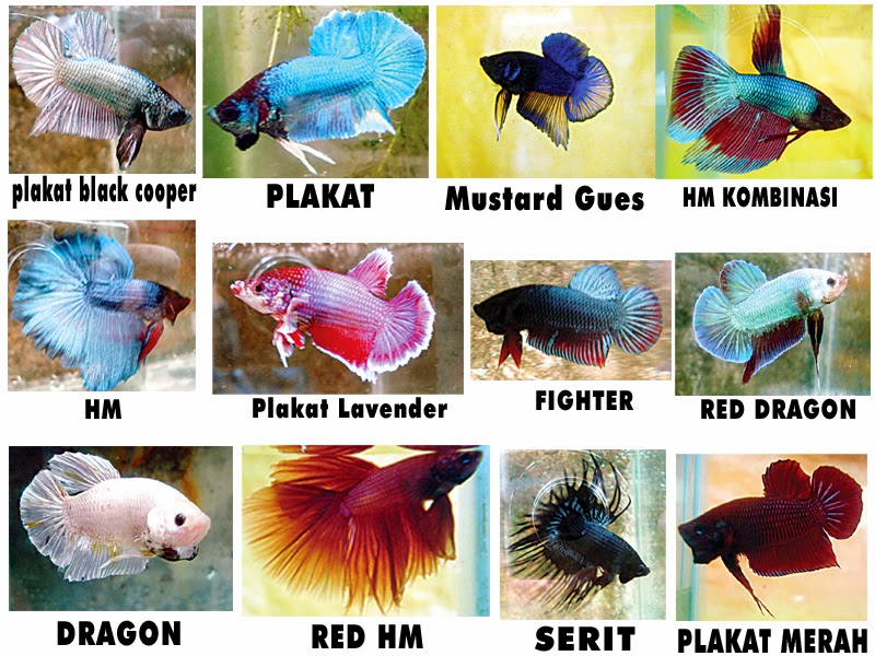 MACAM DAN JENIS CUPANG ASIA Betta Fish Priok