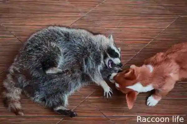 Are Raccoons Rodents Considered a Kind of Animal , What is he Really?