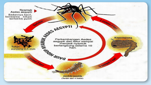 Siklus hidup Aedes agypti