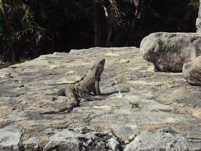 Iguana en las ruinas d eTulum