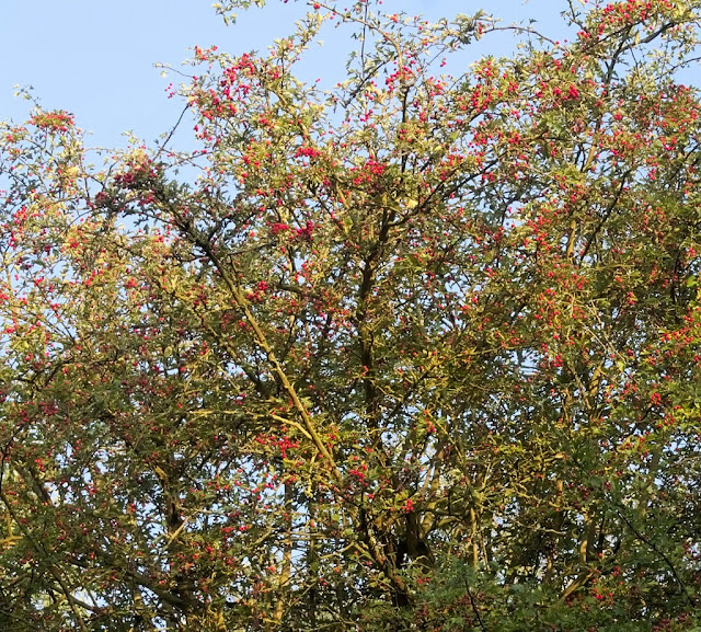 Hawthorn bush with berries