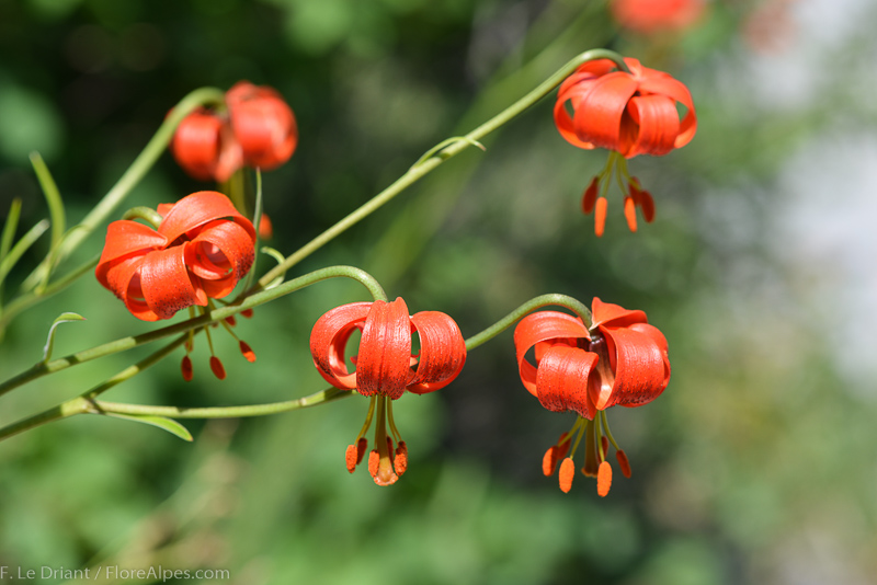 Лилия помпонная (Lilium pomponium)