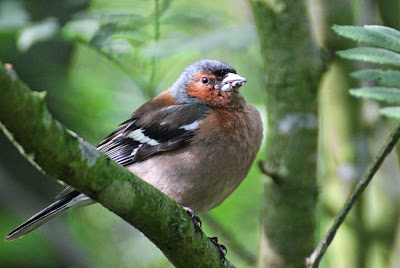 Skelfink - Vink - Fringilla coelebs