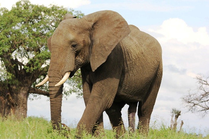 12 Sketsa Gambar Mewarnai Binatang  Gajah