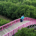 Forest of Pandansari Brebes Mangrove Tourism Opened With Health Protocol