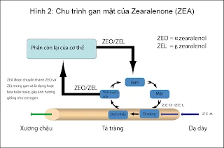 Chu kỳ gan mật của ZEA