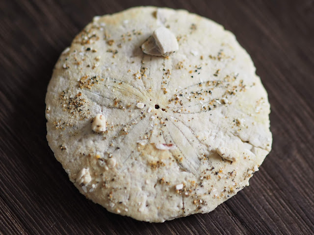 Sand dollar　カシパン　千葉県