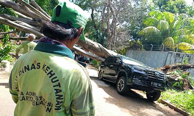 Pohon Tumbang di Depan Rumah Prabowo, BPBD DKI: Karena Akarnya Sudah Membusuk