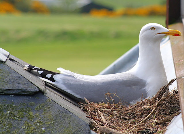 Pacific Gull, Larus pacificus, Belcher's Gull, Larus belcheri, Olrog's Gull, Larus atlanticus Black-tailed Gull, Larus crassirostris ,Heermann's Gull, Larus heermanni,Common Gull or Mew Gull, Larus canus,Ring-billed Gull, Larus delawarensis,California Gull, Larus californicusGreat Black-backed Gull, Larus marinus,Kelp Gull, Larus dominicanus, (called "Southern Black-backed Gull" or "Karoro" in New Zealand),Cape Gull, Larus dominicanus vetula,Glaucous-winged Gull, Larus glaucescens,Western Gull, Larus occidentalis,Yellow-footed Gull, Larus livens,Glaucous Gull, Larus hyperboreus,Iceland Gull, Larus glaucoides,Kumlien's Gull, Larus glaucoides kumlieni Thayer's Gull, Larus thayeri,European Herring Gull, Larus argentatus,Heuglin's Gull, Larus heuglini,American Herring Gull,Larus smithsonianus,Yellow-legged Gull,Larus michahellis,Caspian Gull, Larus cachinnans,East Siberian Herring Gull, Larus vegae,Armenian Gull,Larus armenicus,Slaty-backed Gull,Larus schistisagus,Lesser Black-backed Gull,Larus fuscus,White-eyed Gull,Ichthyaetus leucophthalmus,Sooty Gull,Ichthyaetus hemprichii,Great Black-headed Gull,Ichthyaetus ichthyaetus,Audouin's Gull, Ichthyaetus audouinii,Mediterranean Gull, Ichthyaetus melanocephalus,Relict Gull, Ichthyaetus relictus,Dolphin Gull, Leucophaeus scoresbii,Laughing Gull, Leucophaeus atricilla,Franklin's Gull, Leucophaeus pipixcan,Lava Gull, Leucophaeus fuliginosus,Gray Gull, Leucophaeus modestus,Silver Gull, Chroicocephalus novaehollandiae,Red-billed Gull, Chroicocephalus scopulinus,Hartlaub's Gull, Chroicocephalus hartlaubii,  Brown-hooded Gull, Chroicocephalus maculipennis,Gray-hooded Gull, Chroicocephalus cirrocephalus,Andean Gull, Chroicocephalus serranus,Black-billed Gull, Chroicocephalus bulleri,Brown-headed Gull, Chroicocephalus brunnicephalus,Black-headed Gull, Chroicocephalus ridibundus,Slender-billed Gull, Chroicocephalus genei,Bonaparte's Gull, Chroicocephalus philadelphia,