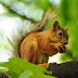  Squirrels Wallpapers