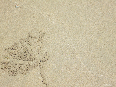 tracks of a crab