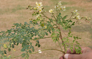 Moringa oleifera çiçekleri