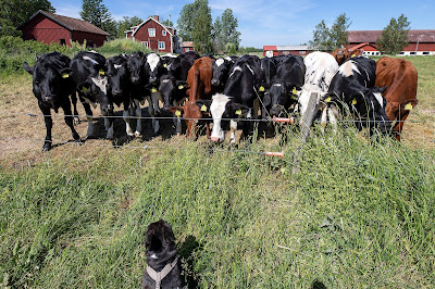 kvigor och fransk bulldog vid Skillra