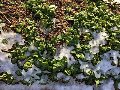 gardening in the snow - spinach