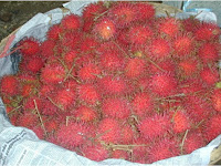 Rambutan Arialaka