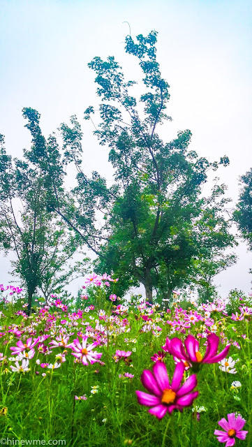 6Flowers photography skill tips，26 Cosmos bipinnata flower