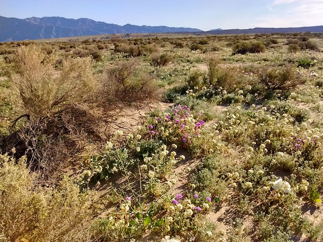 Desert wildflowers