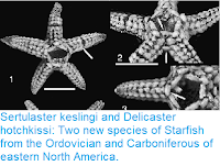 https://sciencythoughts.blogspot.com/2019/01/sertulaster-keslingi-and-delicaster.html