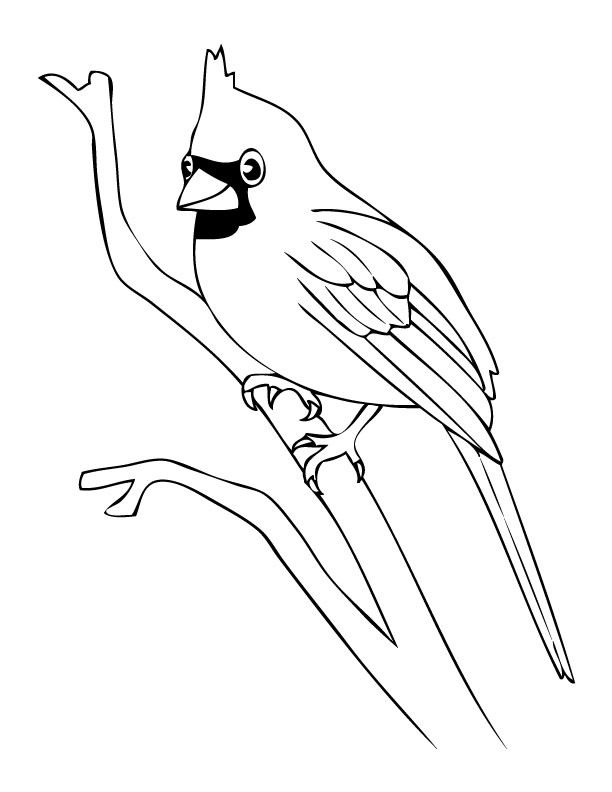Sketsa Gambar Burung Hantu,Merak,Garuda,Elang