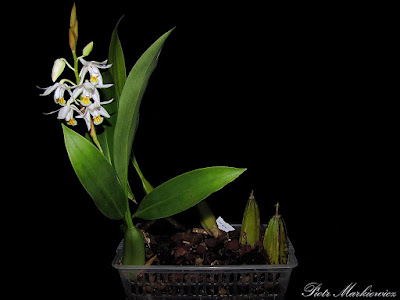 Coelogyne stricta care and culture