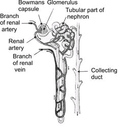 Structure of Nephron