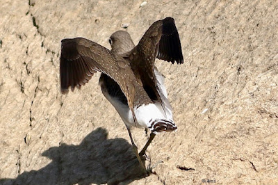 Green Sandpiper