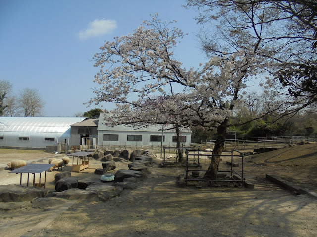 大山トム・ソーヤ牧場のソメイヨシノ桜