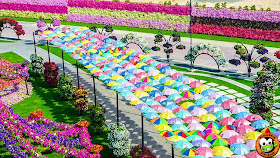 Dubai Miracle Garden, Taman, Bunga, Terbesar, Di Dunia