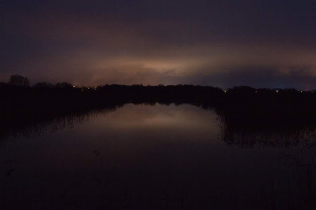 murmurations, starlings, winter, Ham Wall, RSPB, birds, sunrise