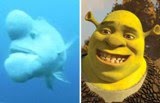 Ikan Aneh Menyeramkan Yang Mirip Shrek