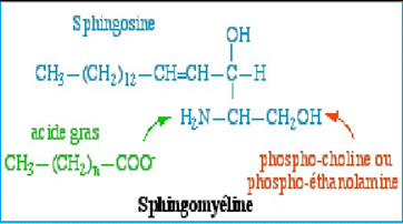 sphingomyéline