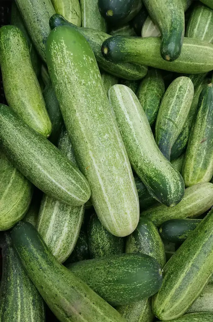 Lots of long green cucumbers