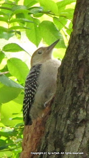 Red-bellied Woodpeckers